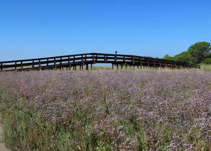 Pirata Nyaraló Rosolina