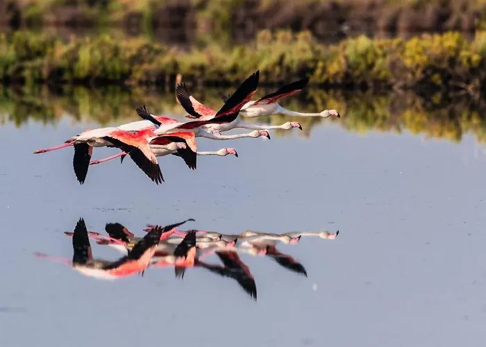 Pirata Nyaraló Rosolina
